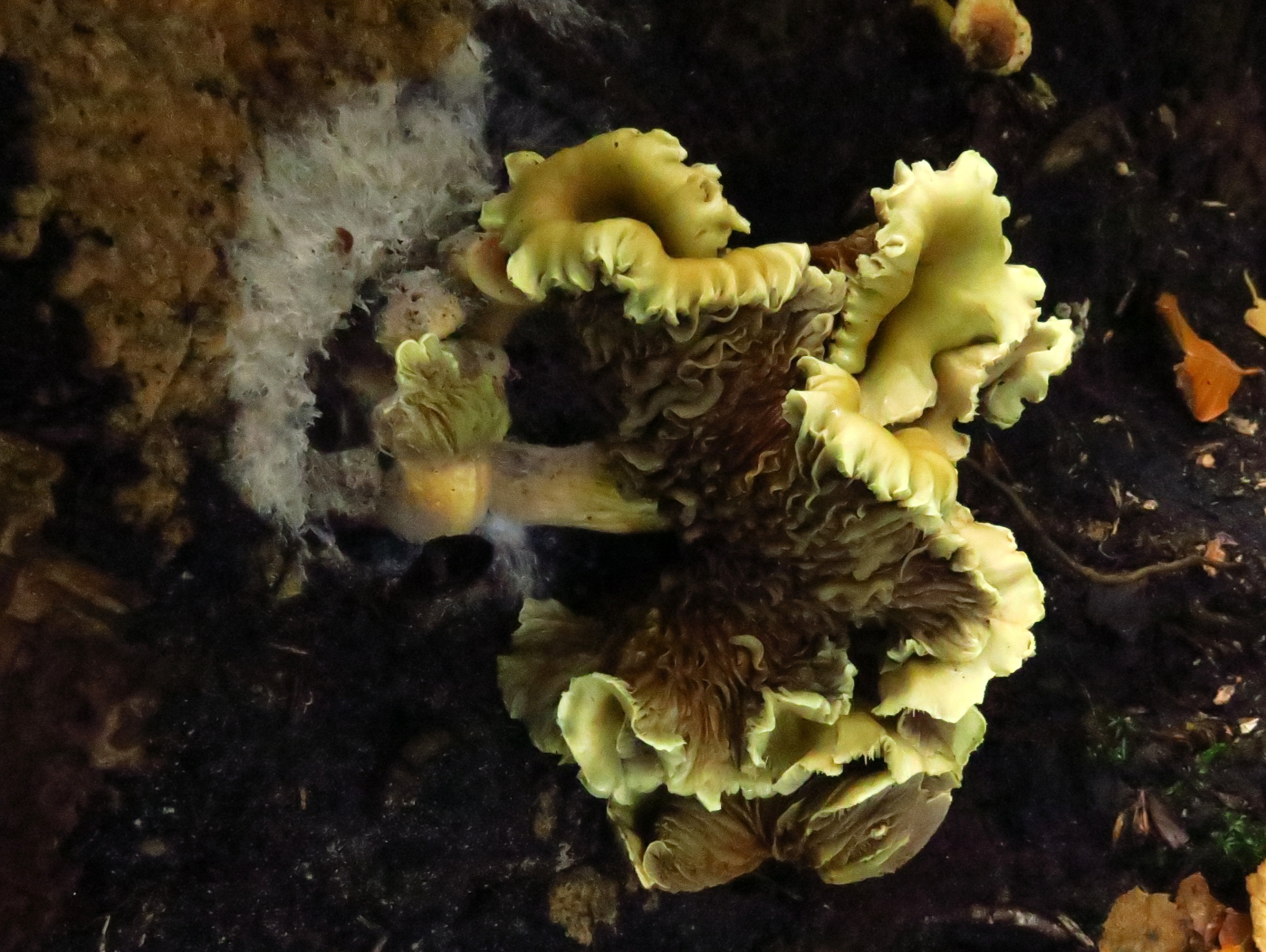 Paddenstoel met een vreemde vorm